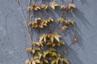 Parthenocissus tricuspidata 'Veitch Boskoop' - Virginia Creeper foliage in spring
