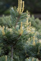 Pinus parviflora 'Tenysu-kazu' - Japanese White Pine 'Dr Landis'
