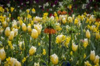 Fritillaria 'Oriental Beauty' planted amongst massed tulips