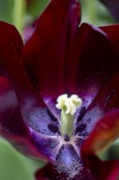 Tulipa 'Hot Chocolate'