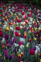Drifts of mixed tulips and hyacinths in spring borders
