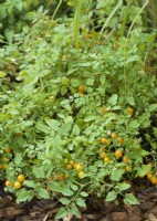 Solanum lycopersicum Golden Currant, autumn September