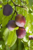 Plum - Prunus domestica 'Mistaka'