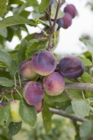 Plum - Prunus domestica 'Monsieur Hatif'