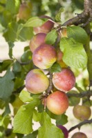 Plum - Prunus domestica 'Reeves'