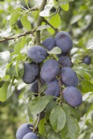 Plum - Prunus domestica 'Violetta'