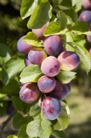 Plum - Prunus domestica 'Czar'