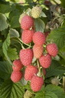 Raspberry - Rubus idaeus 'Glen Garry'