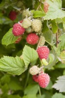 Raspberry - Rubus idaeus 'Octavia'