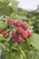 Raspberry - Rubus idaeus 'Autumn Bliss'