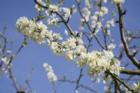 Plum Blossom - Prunus domestica 'Avalon'