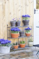Iris 'Pixie', Anemone blanda 'Blue Shades', Hyacinths 'Fondant' and 'Delft Blue' and Fritillaria meleagris arranged on metal shelves on wooden deck