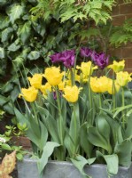 Tulipa - Yellow valery and Tulipa 'Crown of Negrita' in container
