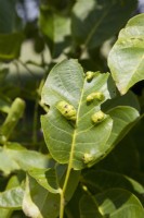 Walnut Leaf Blister Mite