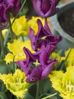 Tulipa - Yellow valery and Tulipa 'Crown of Negrita'