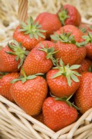 Strawberries in a basket - Fragaria ananassa 'Christine'