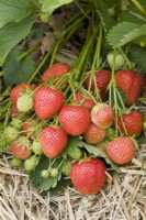 Strawberry - Fragaria x ananassa 'Elsanta'