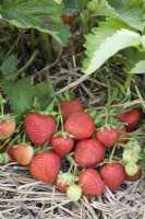 Strawberry - Fragaria ananassa 'Fenella'