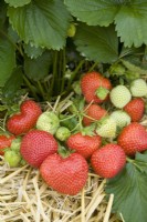 Strawberry - Fragaria ananassa 'Mae'