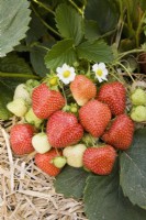 Strawberry - Fragaria ananassa 'Malling Pearl'