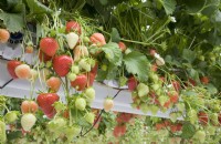 Commercial strawberry crop under glass - the tabletop system - Fragaria ananassa 'Sasha'