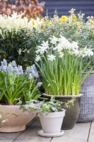 Narcissus 'Topolino' in pot next to Choisya, Muscari and Ivy