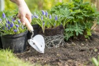 Woman using planting trowel in border to make a hole to plant pot-grown Muscari