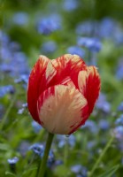 Tulipa 'Spryng Break' growing among forget me nots