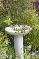 Bathroom basin planted with marginal plants in the 'Recycled and Reused' garden at BBC Gardener's World Live 2015, June