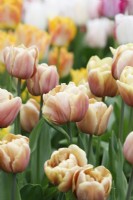Tulipa 'La Belle Epoque' 