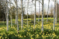 Spring woodland garden with naturalised narcisuss and silver birches - daffodils at Hatfield House