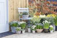 Lithodora diffusa in pot on a chair with Muscari 'Valerie Finnis', Narcissus 'Topolino', Primula, Myosotis, Hebe, Euonymus, Choisya and Ribes on the deck