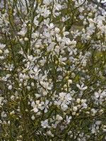 Poncirus trifoliata in flower late April Spring