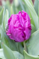 Tulipa 'Blue Parrot'