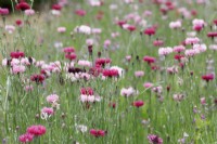 Centaurea cyanus - Pink Cornflowers