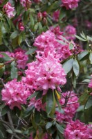 Rhododendron Norman Shaw Group 