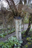 Tree fern protection made from coffee sacks at York Gate Garden in February