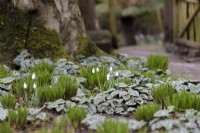 Ground cover of Cyclamen hederifolium leaves and snowdrops in February