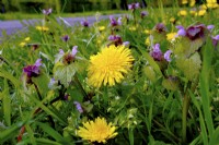 Taraxacum officinale - Dandelion and Lamium purpureum in in wildflower meadow. April