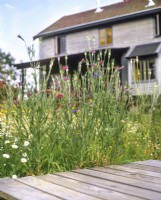 Agrostemma githago - corncockle, Leucanthemum vulgare - ox-eye daisy and Centaurea cyanus - cornflower by wooden decking with house in background.