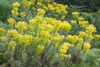 Euphorbia characias flowering in a border in Spring - April