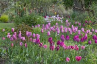 Tulipa 'Mistress' and  'Don Quichotte' flowering in an informal border in Spring - April