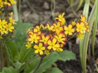 Primula vulgaris -  'Oakleaf yellow picotee'