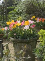 Tulipa - mixed tulips in  old terracotta container