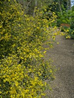 Corokia cotoneaster - Wire Netting Bush May Spring