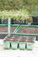 Seed tray with Tomato 'Moneymaker' label
