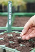 Sowing Pumpkin 'Baby Boo' seeds in a tray