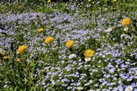Wildflower meadow with Veronica persica - common field - speedwell, Taraxacum officinale - Dandelion and Bellis Perennis - daisies. 