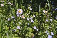 Wildflower meadow with Bellis Perennis - daisies and  Veronica persica - common field - speedwell.