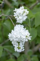 Syringa vulgaris 'Maud Notcutt' -in May